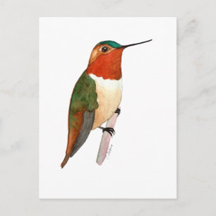 Carte Postale Colibri roux