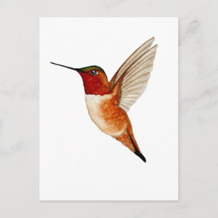 Carte Postale Colibri roux