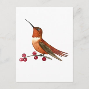 Carte Postale Colibri roux