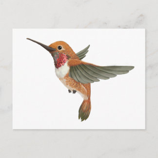 Carte Postale Colibri roux