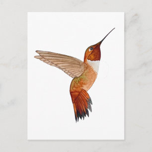 Carte Postale Colibri roux
