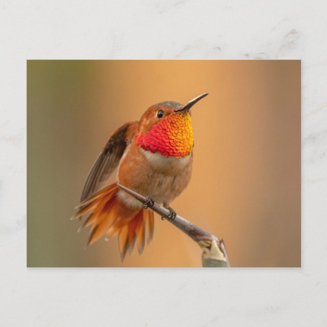 Carte Postale Colibri roux aux plumes rousses (Devant)
