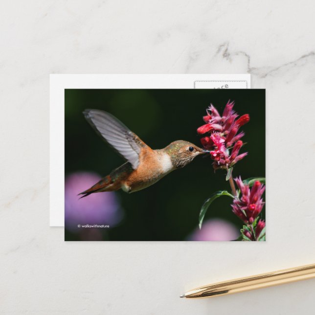 Carte Postale Colibri roux buvant le nectar de l'hyssop d'anis (Devant/Arrière en situation)