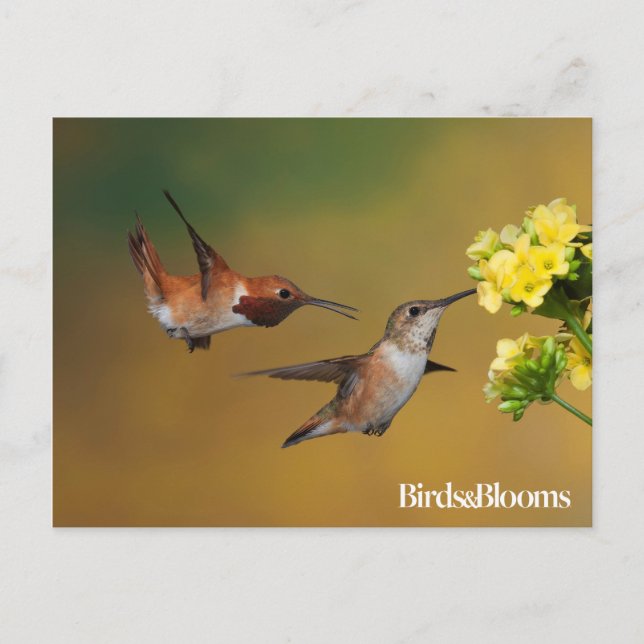 Carte Postale Colibri roux flottant (Devant)