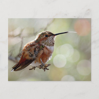 Carte Postale Colibri roux Langue