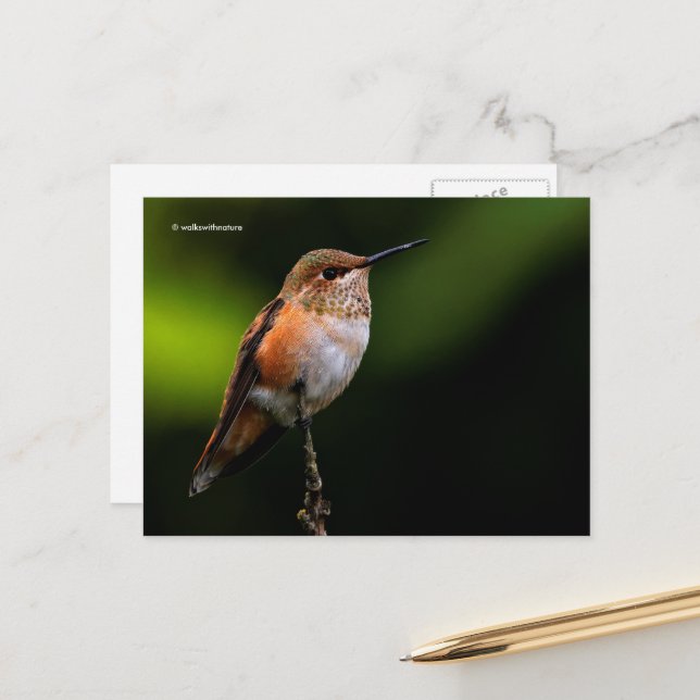 Carte Postale Colibri roux perché sur un arbre fruitier (Devant/Arrière en situation)