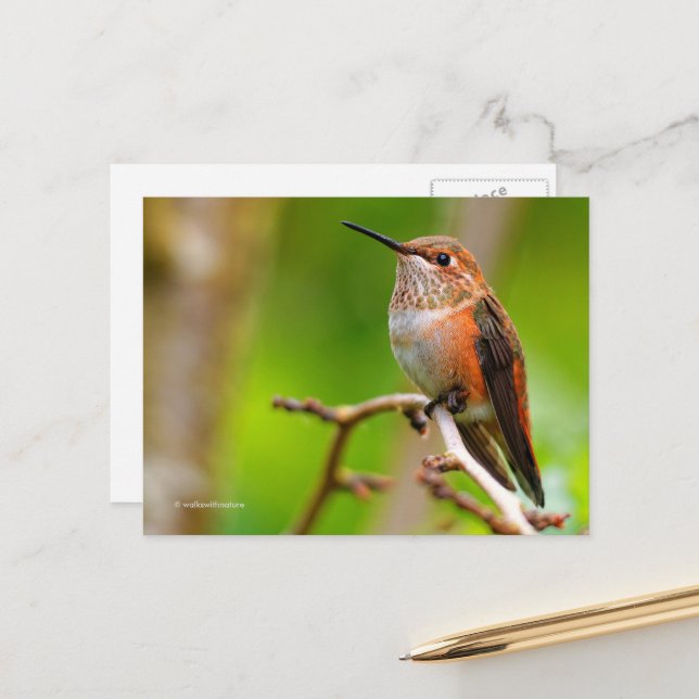 Carte Postale Colibri roux sur prunier (Devant/Arrière en situation)