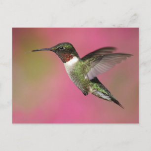 Carte Postale Colibri Ruby Throsé