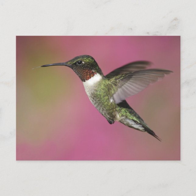 Carte Postale Colibri Ruby Throsé (Devant)