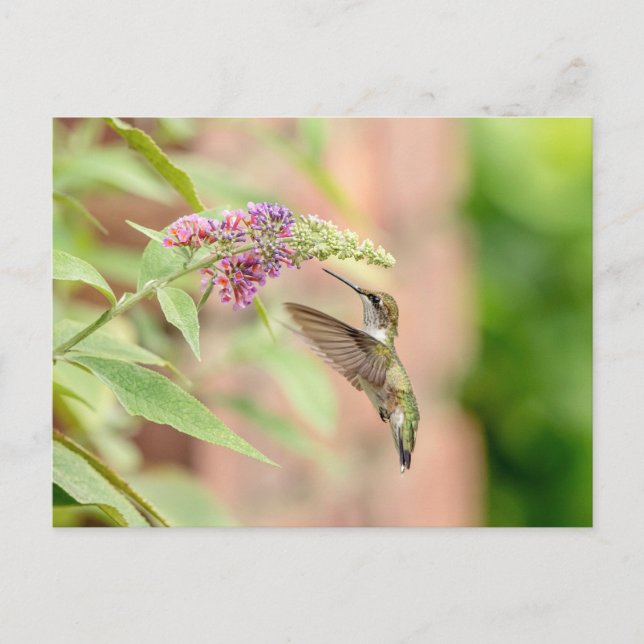 Carte Postale Colibri sur un plante à fleurs (Devant)