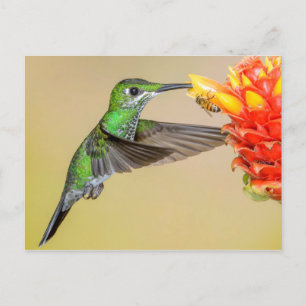 Carte Postale Colibri vert et abeille