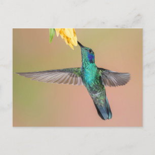 Carte Postale Colibri vert volant vers une fleur jaune
