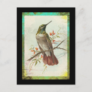 Carte Postale Colibri vintage