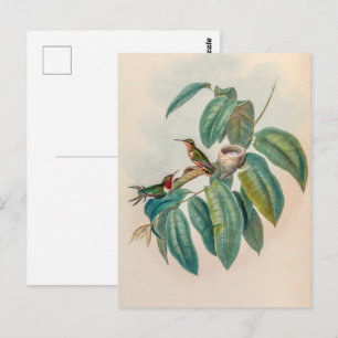 Carte Postale Colibri vintage par John Gould