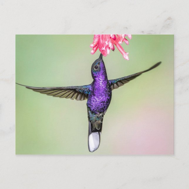 Carte Postale Colibri violet en vol (Devant)