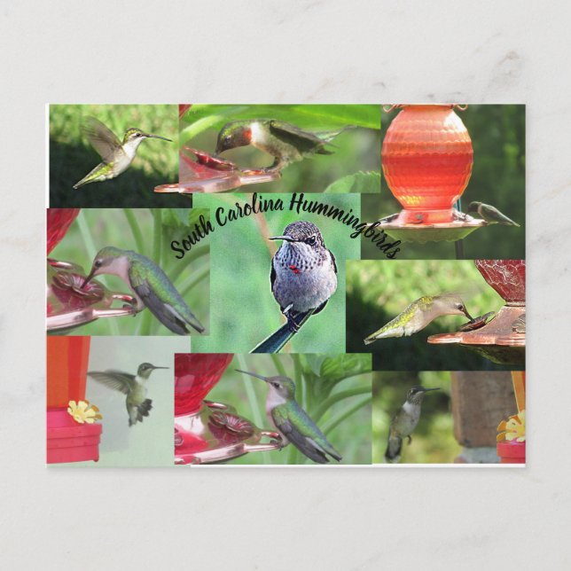 Carte Postale Colibris de Caroline du Sud (Devant)