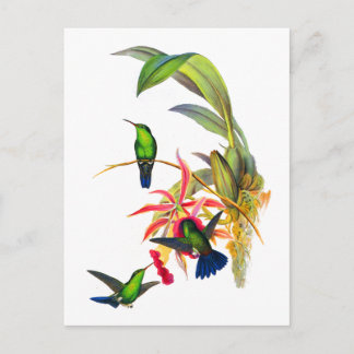 Carte Postale Colibris de John Gould avec les orchidées roses