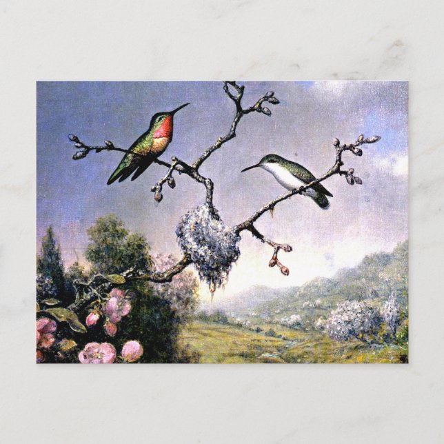 Carte Postale Colibris et fleurs de pomme (Devant)