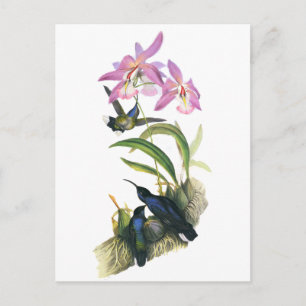 Carte Postale Colibris et orchidées roses