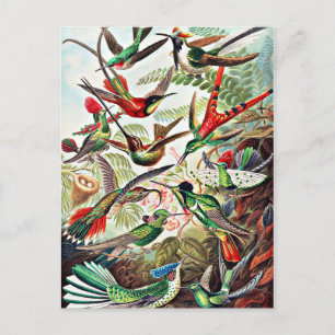 Carte Postale Colibris, illustration vintage