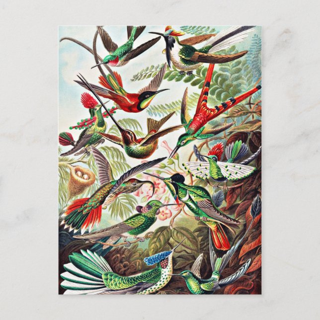 Carte Postale Colibris, illustration vintage (Devant)