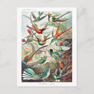 Carte Postale Colibris Trochilidae Kolibris par Ernst Haeckel
