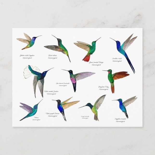 Carte Postale Colibris tropicaux  (Devant)
