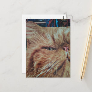 Carte Postale Collage de chat roux adorable
