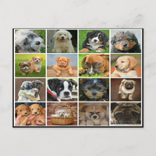 Carte Postale Collage de chiot