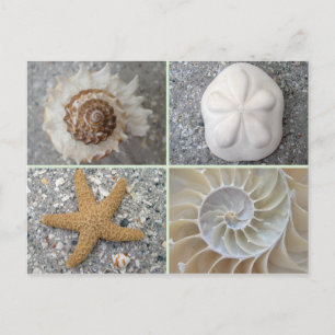 Carte Postale Collage de coquillages