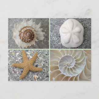 Carte Postale Collage de coquillages