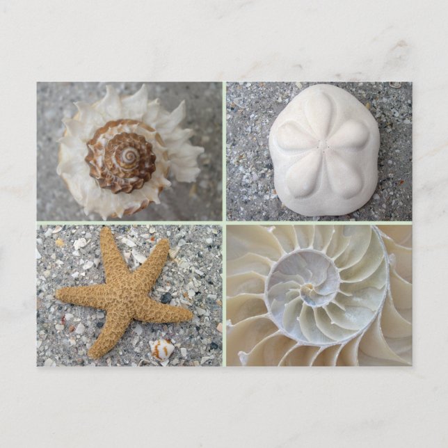 Carte Postale Collage de coquillages (Devant)