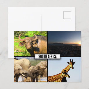 Carte Postale Collage de photos de la faune en Afrique du Sud