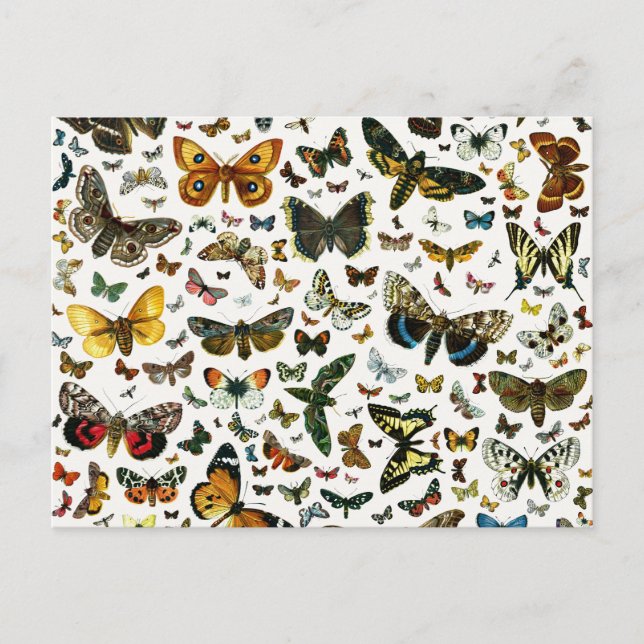 Carte Postale Collage des papillons de nuit et des papillons de  (Devant)