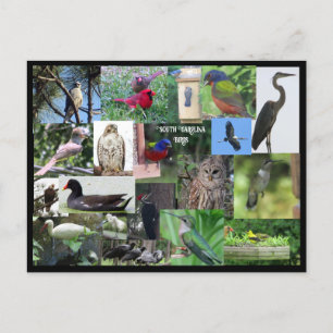 Carte postale Collage d'espèces d'oiseaux de Carol