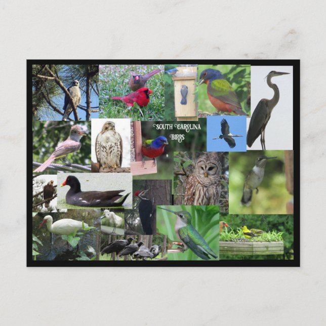 Carte postale Collage d'espèces d'oiseaux de Carol (Devant)