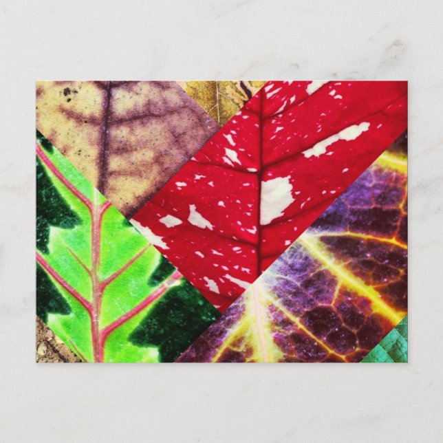 Carte postale Collage feuille (Devant)