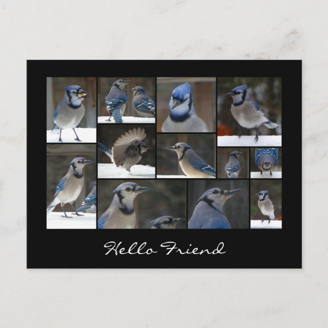 Carte postale Collage Jay bleu (Devant)