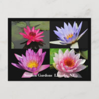 Carte postale Collage Nénuphar SG #1N 1100