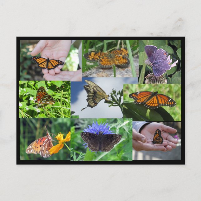Carte postale Collage papillon (Devant)