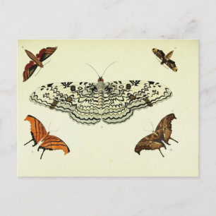 Carte Postale Collage papillon vintage