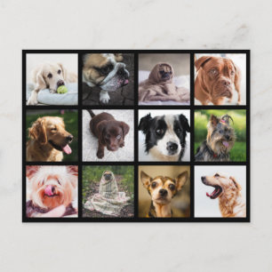 Carte postale Collage photo de chiens mignons et a