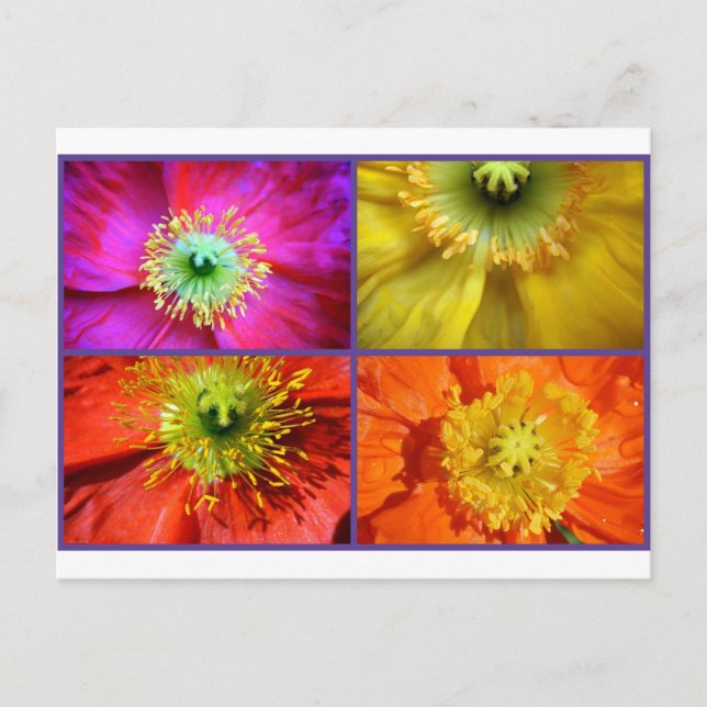 Carte Postale Collage photo Poppy Love (Devant)
