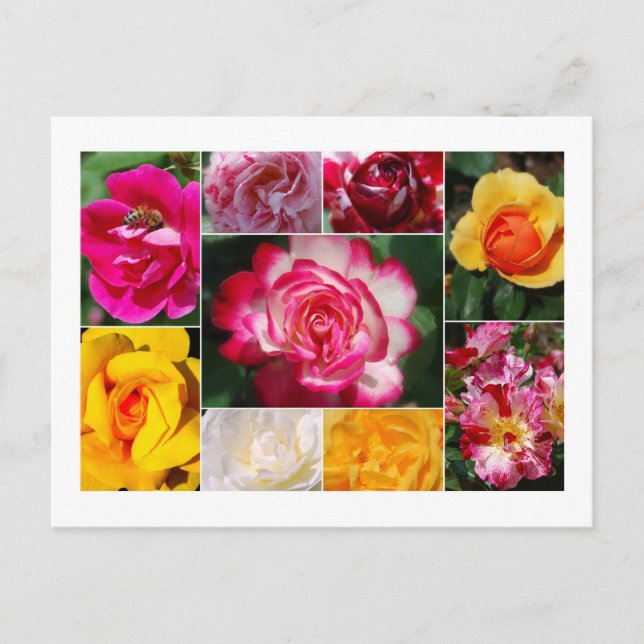 Carte postale Collage rose (Devant)
