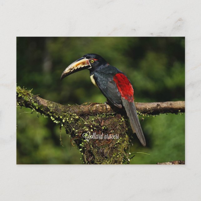Carte Postale Collard araceri, oiseau tropical (Devant)