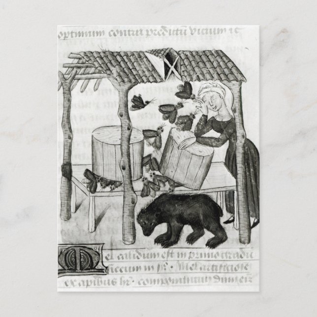 Carte Postale Collecte de miel (Devant)