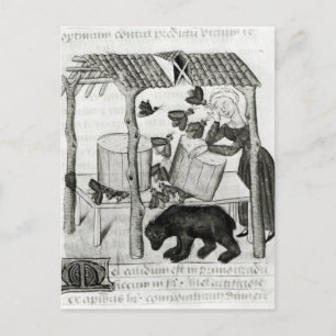 Carte Postale Collecte de miel