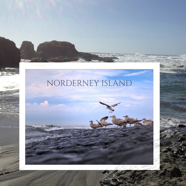Carte Postale Collecte des mouettes, Mer du Nord, Norderney, Fri (Créateur téléchargé)