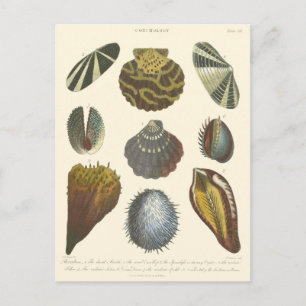 Carte Postale Collection Conchology