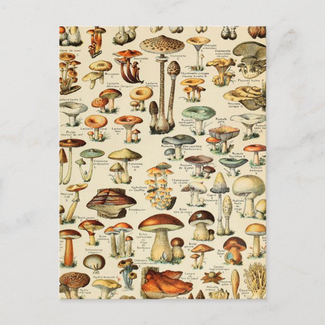 Carte Postale Collection de champignons (Devant)